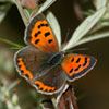 American Copper