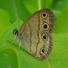 Little Wood Satyr