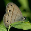 Little Wood Satyr