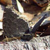 Mourning Cloak