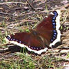 Mourning Cloak