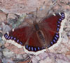 Mourning Cloak