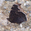 Mourning Cloak
