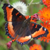 Milbert's Tortoiseshell
