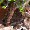 Milbert's Tortoiseshell