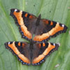 Milbert's Tortoiseshell
