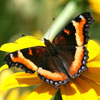 Milbert's Tortoiseshell
