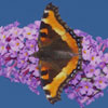 Milbert's Tortoiseshell
