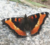 Milbert's Tortoiseshell