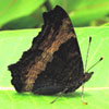 Milbert's Tortoiseshell
