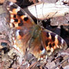 Compton Tortoiseshell