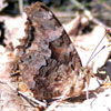 Compton Tortoiseshell