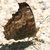 Compton Tortoiseshell