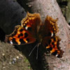 Compton Tortoiseshell