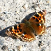 Compton Tortoiseshell