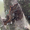 Compton Tortoiseshell