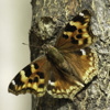 Compton Tortoiseshell