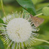 Twin Spot Skipper