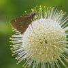 Twin Spot Skipper