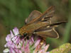 Ocola Skipper