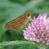 Ocola Skipper