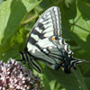 Canadian Tiger Swallowtail