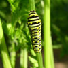 Black Swallowtail