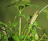 Black Swallowtail