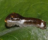 Spicebush Swallowtail
