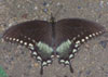 Spicebush Swallowtail