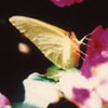 Cloudless Sulphur