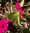 Cloudless Sulphur