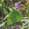 Cloudless Sulphur