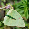 Cloudless Sulphur