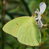 Cloudless Sulphur