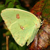 Cloudless Sulphur