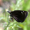 Common Sootywing