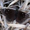 Common Sootywing