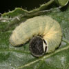 Common Sootywing