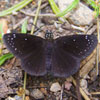 Common Sootywing