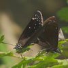Common Sootywing