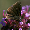Common Sootywing
