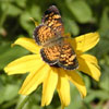 Pearl Crescent