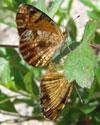 Pearl Crescent