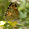 Pearl Crescent