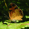 Pearl Crescent