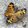Pearl Crescent