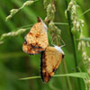 Pearl Crescent