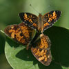 Pearl Crescent