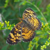 Pearl Crescent